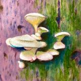 White fungus on tree