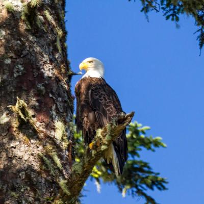 Bald Eagle Perched Bald Eagle Perched