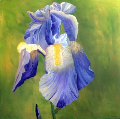 Eleanors Iris Eleanors Iris