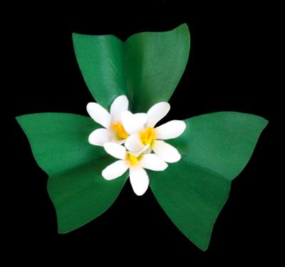Shamrock Pin Shamrock Pin