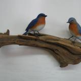 Pair Life size Bluebirds