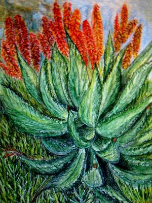 Blooming Agave