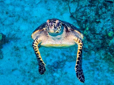 Hawkbill Turtle Approaching Hawkbill Turtle Approaching