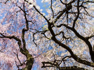 Cherry Tree Sky Silhouette Cherry Tree Sky Silhouette