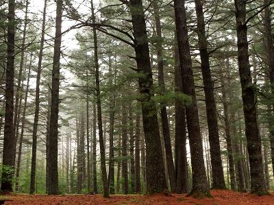 Yellow Pines in Fog Yellow Pines in Fog