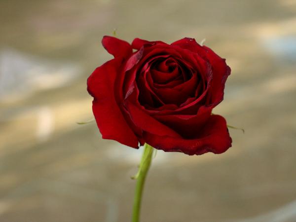 Perfect Red Rose