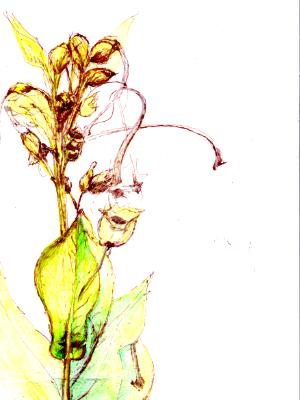 tobacco