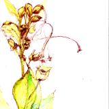 tobacco