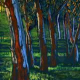 Eucalyptus Grove