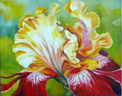 A favorite Iris