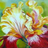 A favorite Iris