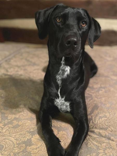 Lab on the Bed