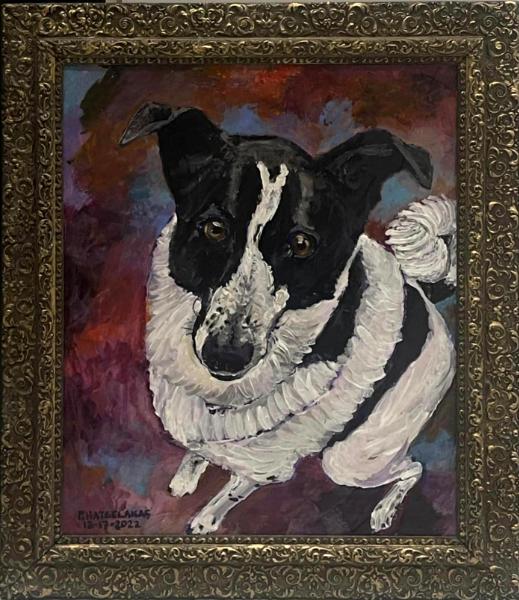 collie2