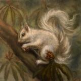 White Squirrel 