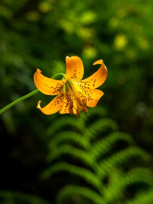 Yellow Lily & Sword Fern Yellow Lily & Sword Fern