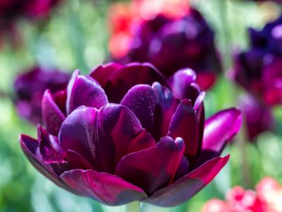 Black Hero Tulip Black Hero Tulip