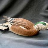 Half Size American Widgeon