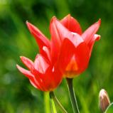 Toronto Tulip