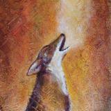 Coyote Song