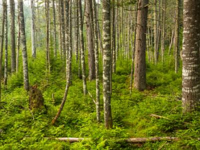Adirondacks Evergreen Forest Adirondacks Evergreen Forest