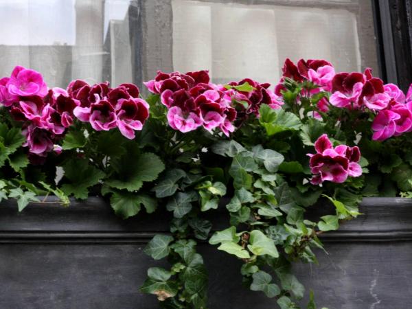 Brooklyn Heights Windowsill