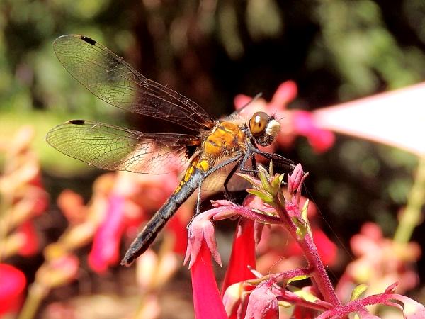 Happy Dragonfly