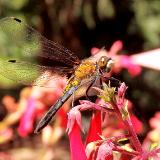 Happy Dragonfly