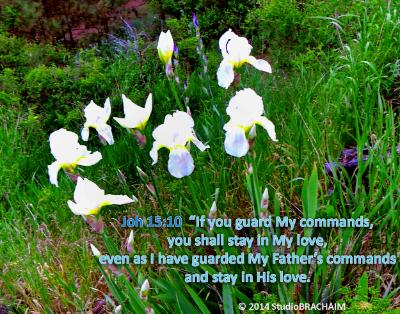 Joh 15:10 Joh 15:10