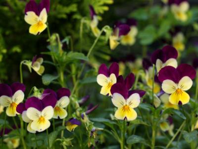 Pansies Pansies