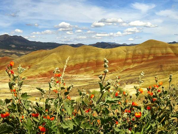 Painted Hills & Bright Red  Desert Flowers