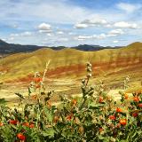 Painted Hills & Bright Red  Desert Flowers