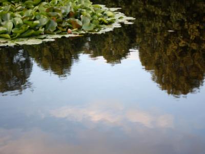 Waterlilies in Vienna Waterlilies in Vienna
