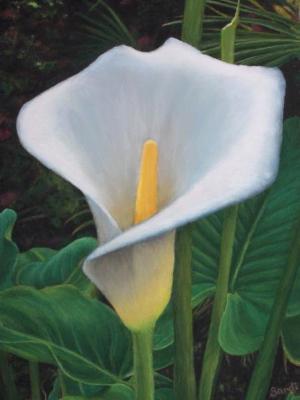 Karl's Calla