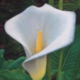 Karl's Calla