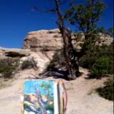 Windy Point Tree