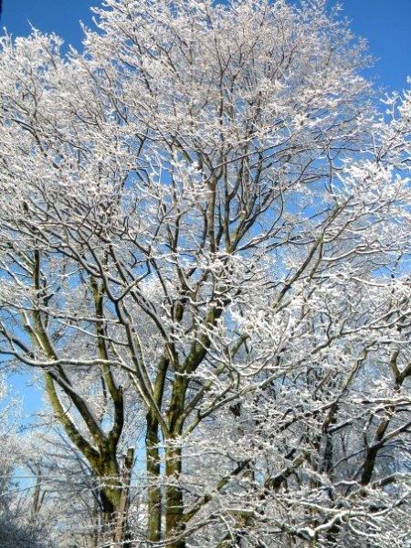 Fresh Snow Delicately placed