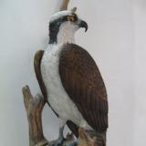 Life size Osprey