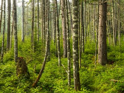 Adirondacks Evergreen Forest (click for full width) Adirondacks Evergreen Forest (click for full width)
