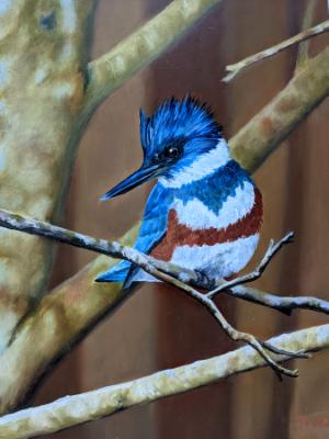 Belted Kingfisher Belted Kingfisher