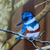 Belted Kingfisher