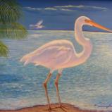 Great White Heron