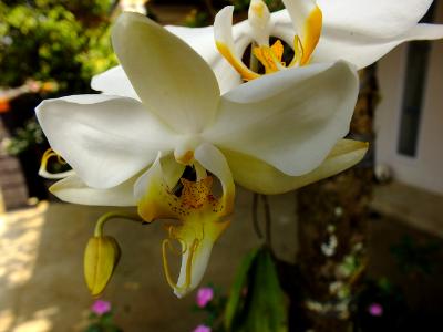 Orchid Orchid