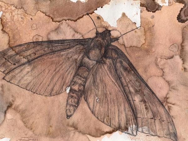 Autumn moth