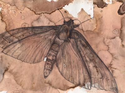 Autumn moth Autumn moth