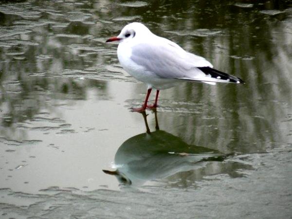 Seagul on Ice