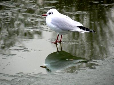 Seagul on Ice