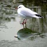 Seagul on Ice