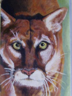 cougar cougar