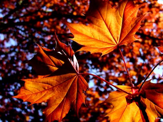 Nature: Autumn  