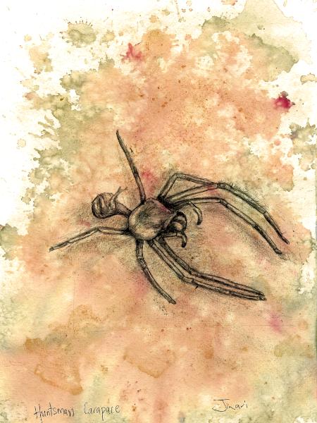 Huntsman carapace 